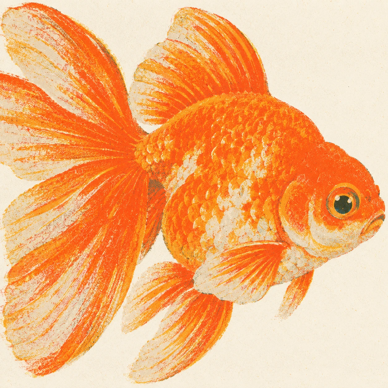 金魚のプロフィール用画像（レトロ印刷）
